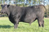 Kayjay Westmere L31