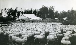 Old woolshed and ewes